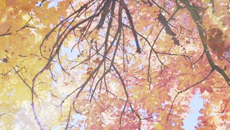Autumn-Leaves-7