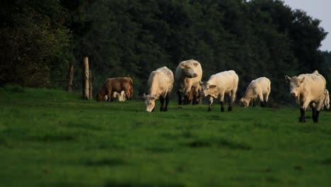 Vacas-caminando-y-pastando