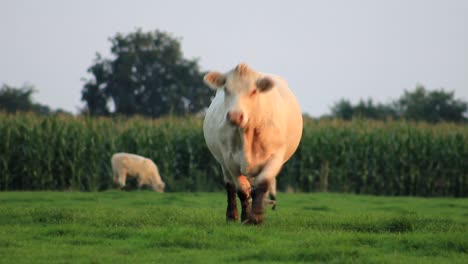 Cow-Watches-In-Camera