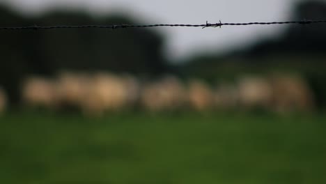 Barbed-Fence-Enclosure