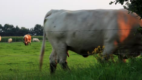 Cow-Walking