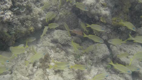 Snorkelling-in-Guadeloupe-01