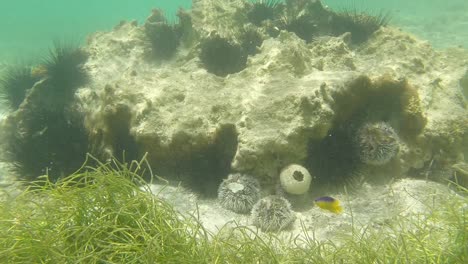 Snorkelling-in-Guadeloupe-04