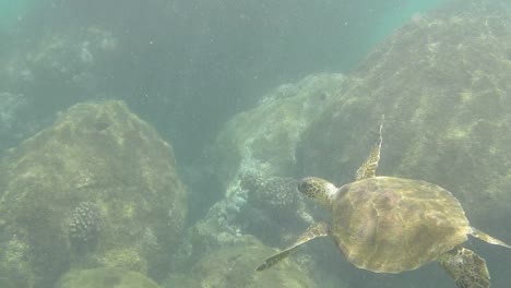 Snorkelling-in-Oahu-02