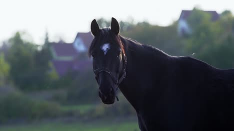 Horse-in-Paddock