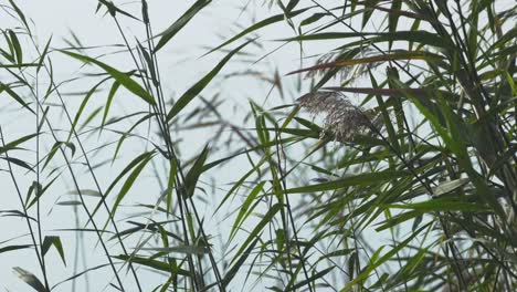 Water-Reeds-1