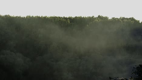 Bosque-denso-cubierto-de-niebla-2