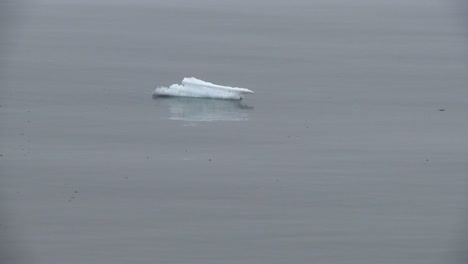 Derritiendo-hielo-marino-1