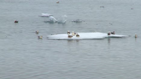 Derretimiento-del-hielo-marino-5