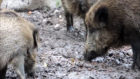 Wildschweine-Graben-Im-Schlamm