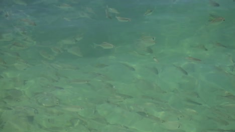 Fish-Swimming-Near-Shore