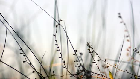 Dry-Grasses-in-Evening-Light