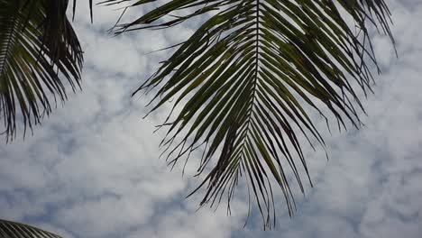 Palme-Im-Wind