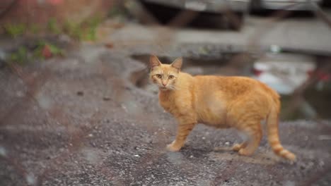 Straßenkatze-In-Der-Hand