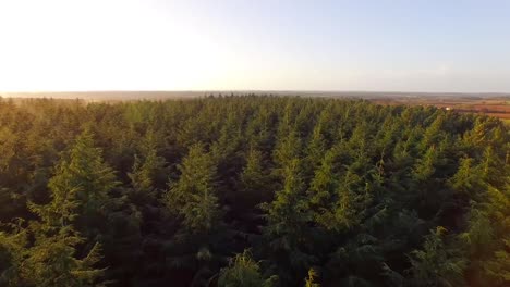 über-Wald-Fliegen-1