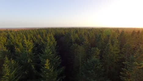 über-Den-Wald-Fliegen-Flying