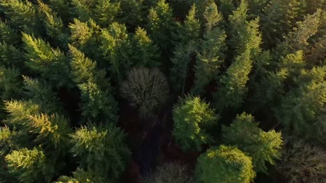 Volando-sobre-el-bosque-3