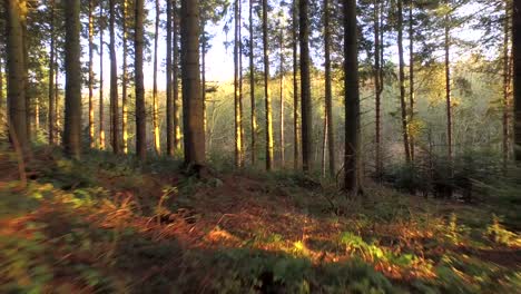 Volando-por-el-bosque-1