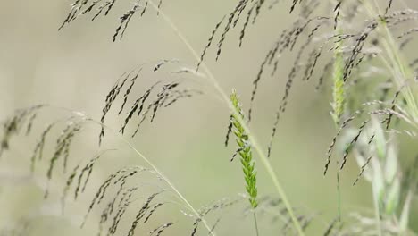 Ornamental-Grasses-Background