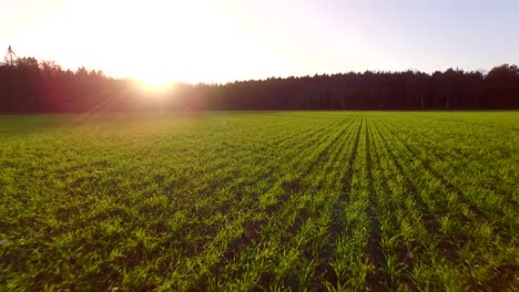 Tief-über-Feld-Fliegen