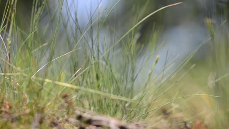 Tufts-of-Grass-Selective-Focus