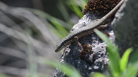 Wall-Lizard