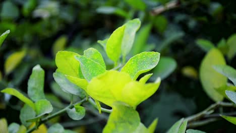 Lemon-Tree-Leaves