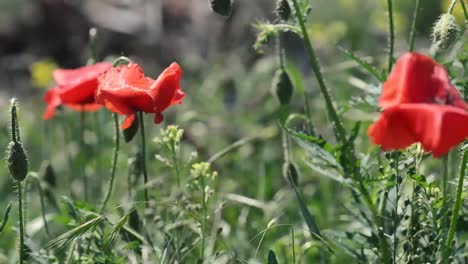 Rote-Mohnblumen-In-Einem-Feld