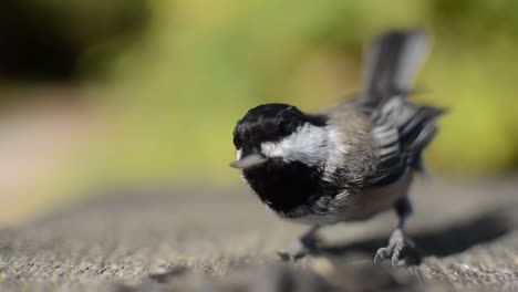 Chickadee-Feeding