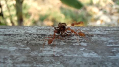 Ameisen,-Die-Tote-Spinne-Tragen