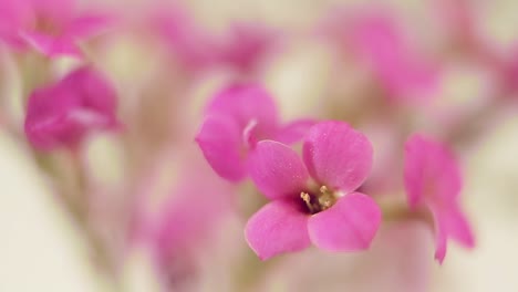 Macro-de-flor-morada