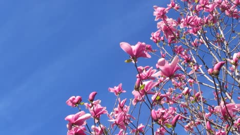 Blumenbaum-In-Der-Sonne