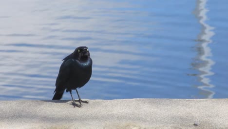 Schwarzer-Vogel-Singt-Am-See