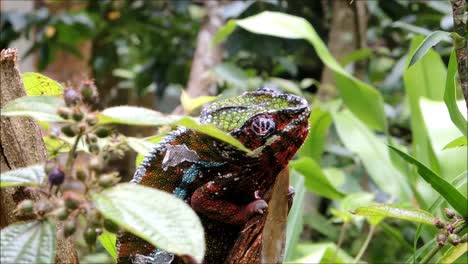 Panther-Chameleon-on-a-Branch