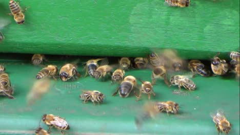 Bienenstockeingang