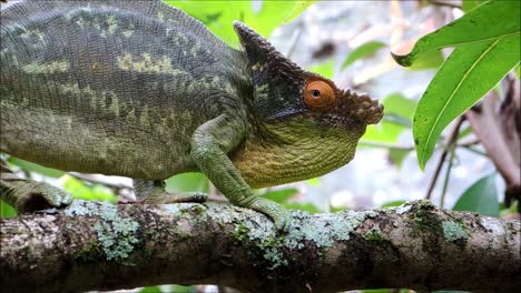 Male-Parsons-Chameleon