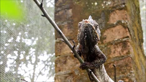 Malagasy-Giant-Chameleon-Eats-Cricket