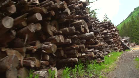 Walking-Along-Woodpile-Handheld-Shot