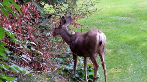 Rehe,-Die-Blätter-Von-Creek-Essen