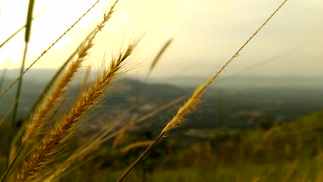 Tall-Grass-Blowing-In-The-Wind