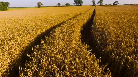 Drone-Flying-Over-Cornfield