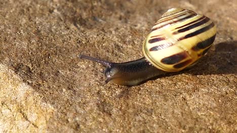 Schnecke-Bewegt-Sich-Auf-Steinoberfläche