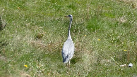 Wandelnder-Reiher