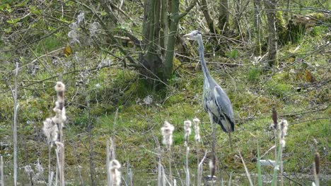 Heron-Standing-next-to-Pond