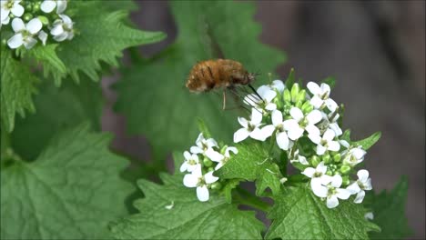 Bombyliidae-Fly