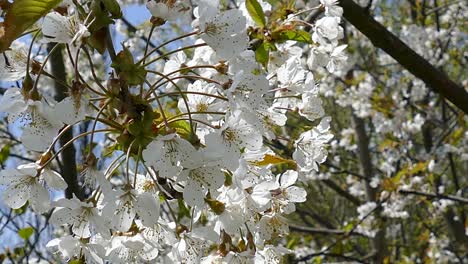 Frühlingsblüte