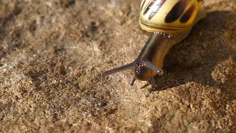 Caracol-amarillo-en-movimiento