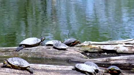 Schildkröten-Neben-See