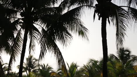 Silhouetted-Palm-Trees-on-Mexican-Beach