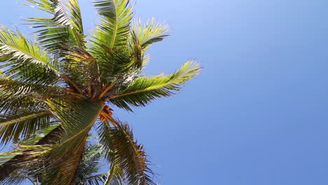 Palm-Tree-Blowing-in-Wind